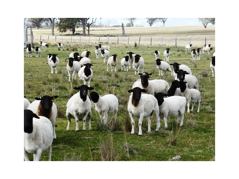 2426 Copeton Dam Road, EMU HILL, Inverell NSW 2360