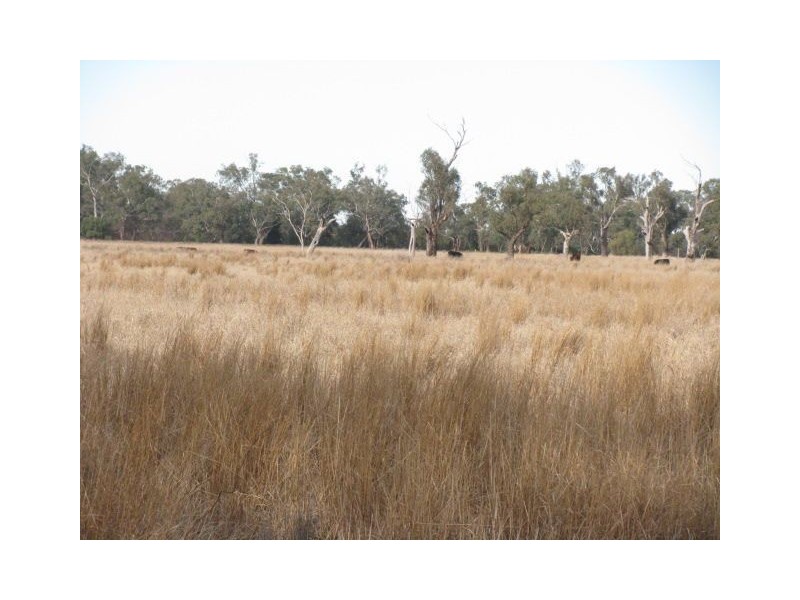 Lts1 & 3 Wambianna Rd, Warren NSW 2824