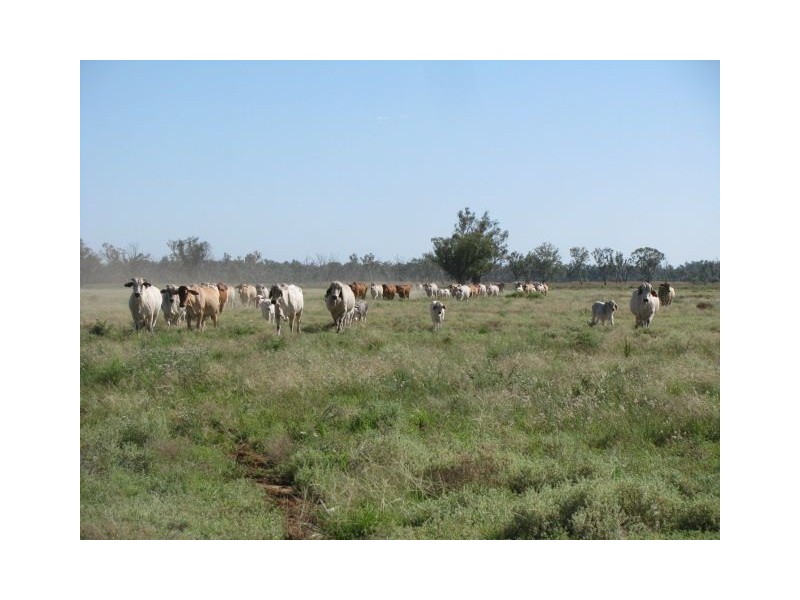 . Macquarie River Cattle Country, Warren NSW 2824