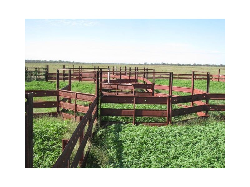 . Macquarie River Cattle Country, Warren NSW 2824