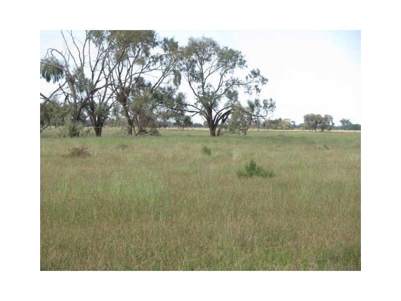 . Macquarie River Cattle Country, Warren NSW 2824