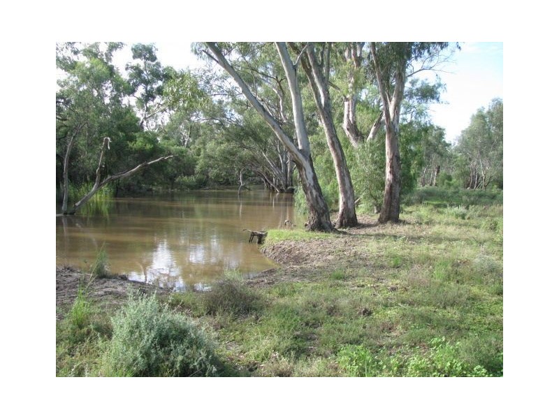 . Macquarie River Cattle Country, Warren NSW 2824
