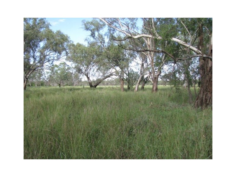 . Macquarie River Cattle Country, Warren NSW 2824