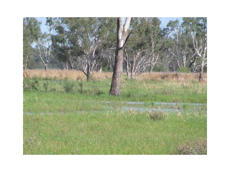 . Macquarie River Cattle Country, Warren NSW 2824