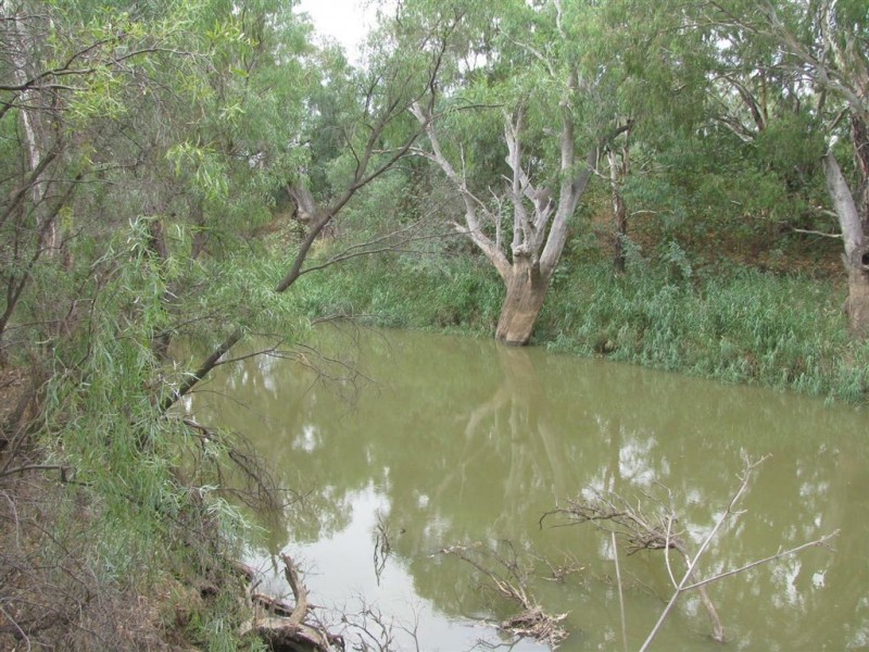 . Ellengerah Rd, Warren NSW 2824