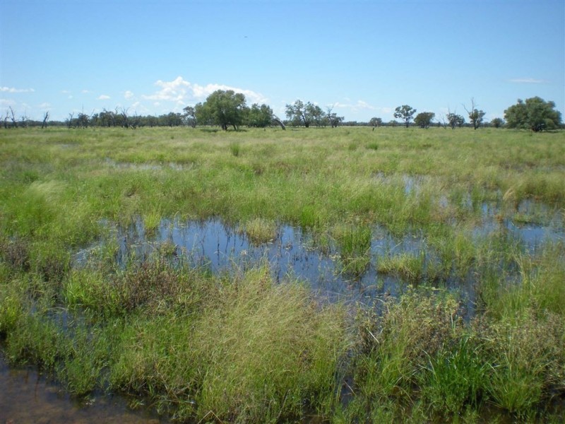 Warren NSW 2824