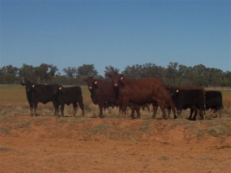 . ., Warren NSW 2824