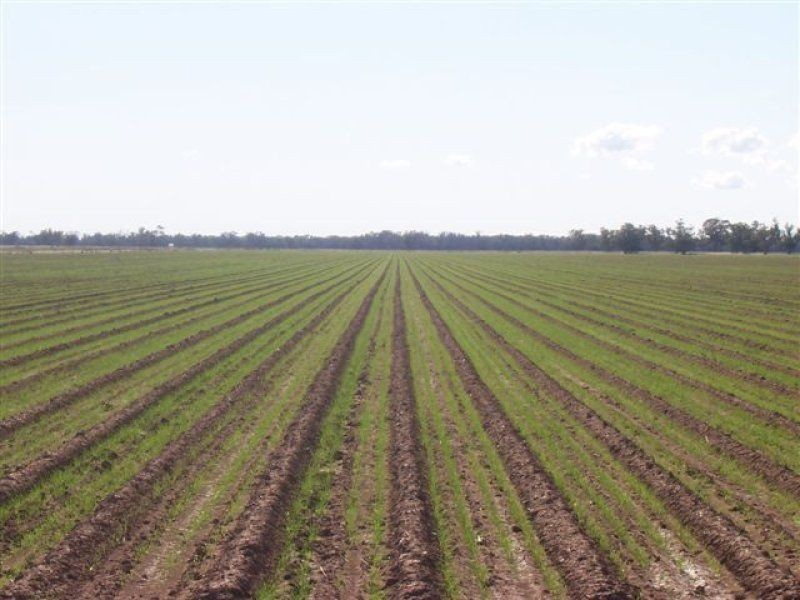 . ., Warren NSW 2824