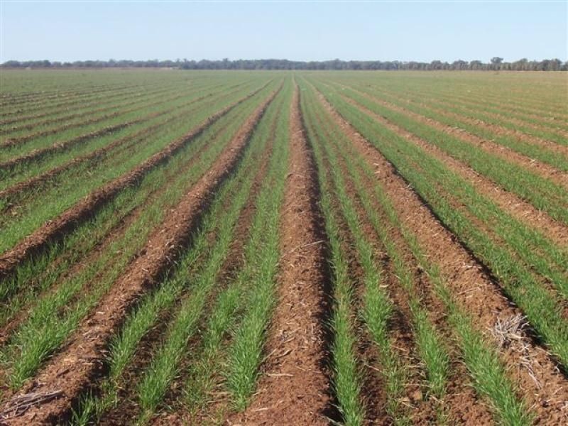 . ., Warren NSW 2824