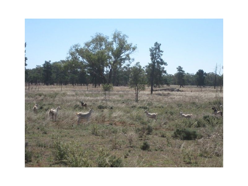. Hill Plain, Cobar NSW 2835