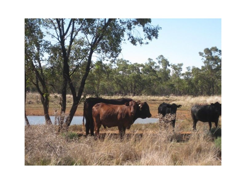 . Hill Plain, Cobar NSW 2835