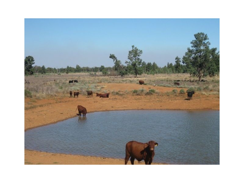 . Hill Plain, Cobar NSW 2835