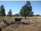 . Hill Plain, Cobar NSW 2835