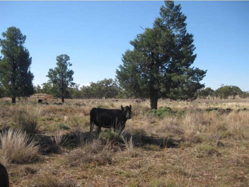 . Hill Plain, Cobar NSW 2835