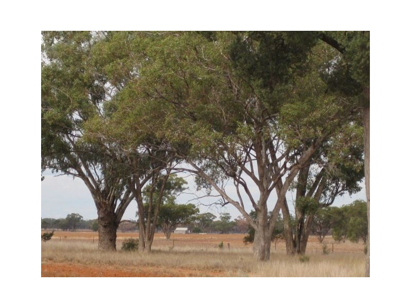 * Avondale East, Cobar NSW 2835