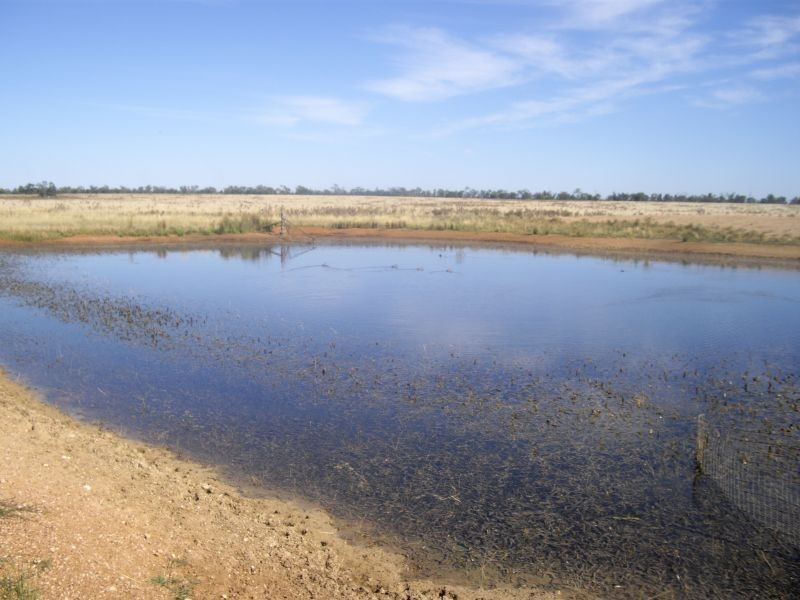 * Kartika, Nyngan NSW 2825