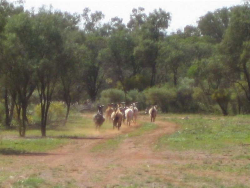 * Landsdowne** UNDER OFFER, Cobar NSW 2835