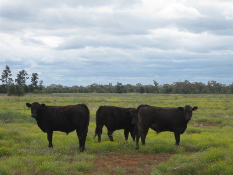 * Runnymede, Coolabah NSW 2831