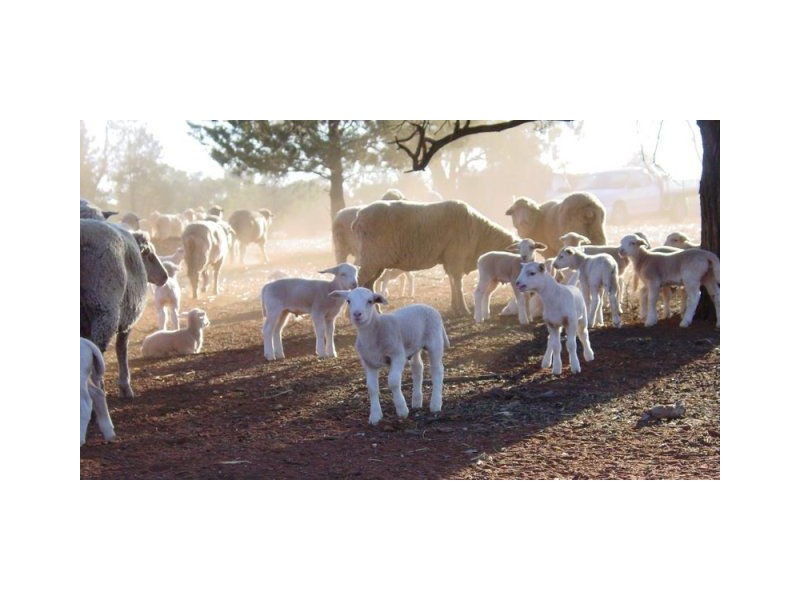 * Warinda, Cobar NSW 2835