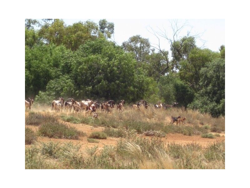 * Wilga, Cobar NSW 2835