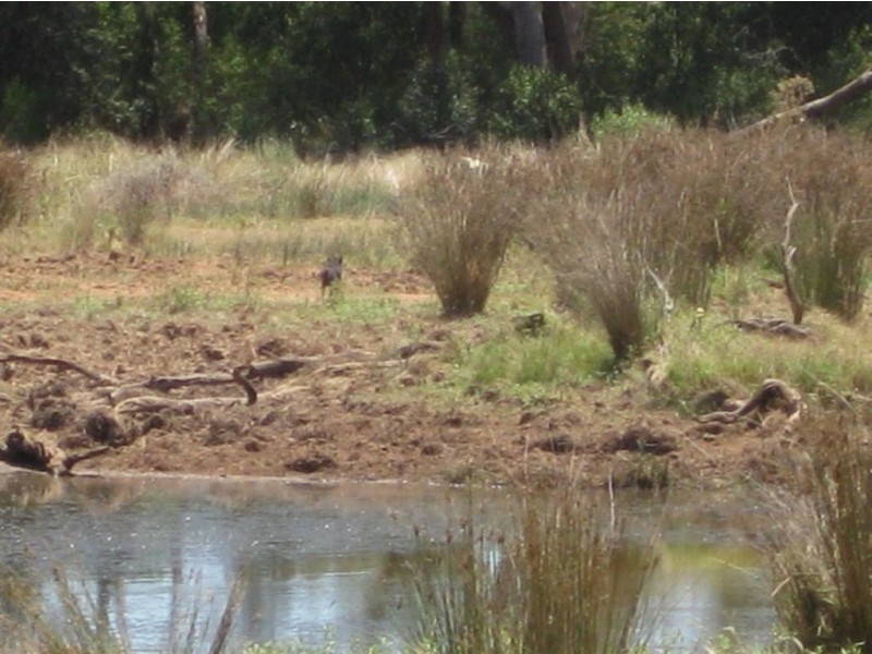 * Wilga, Cobar NSW 2835