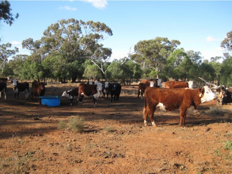 * Timbery, Cobar NSW 2835
