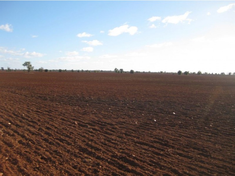 * Timbery, Cobar NSW 2835