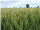* Timbery, Cobar NSW 2835