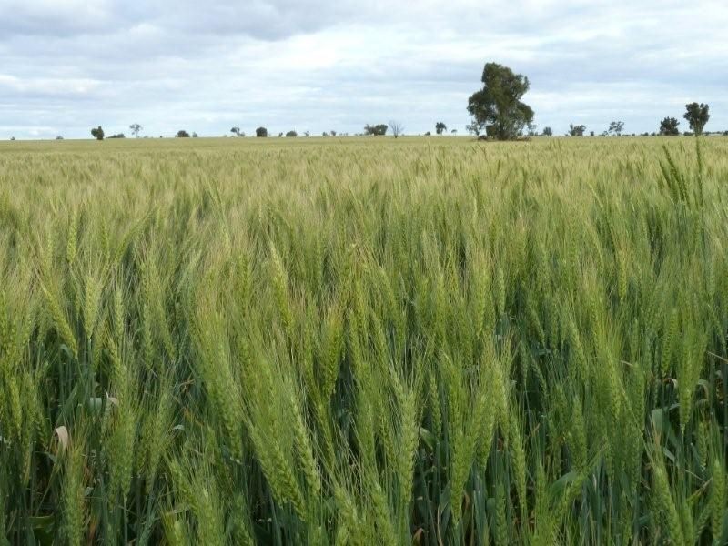 * Timbery, Cobar NSW 2835