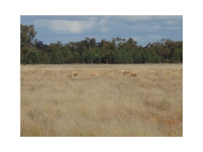 * WYNWOOD, Cobar NSW 2835