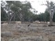 * WYNWOOD, Cobar NSW 2835
