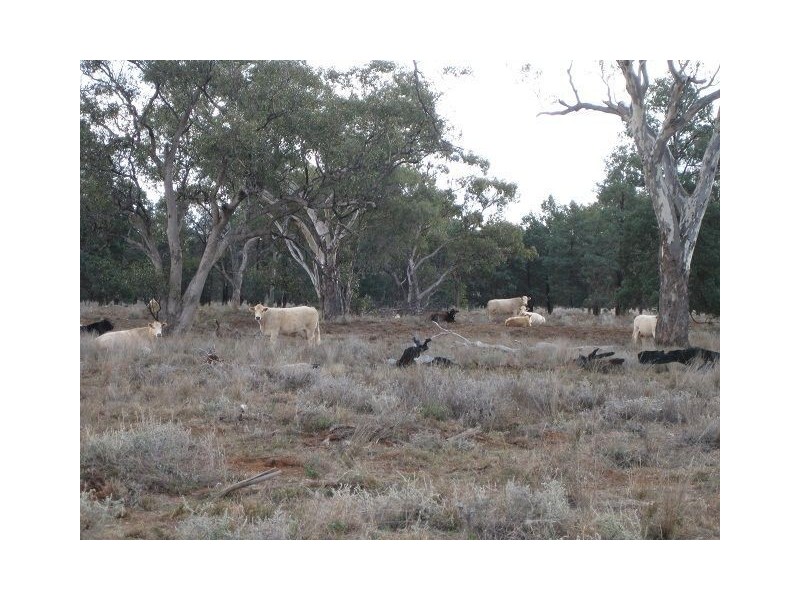 * WYNWOOD, Cobar NSW 2835