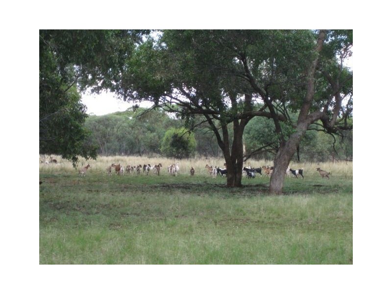 * Ashleigh Downs, Cobar NSW 2835