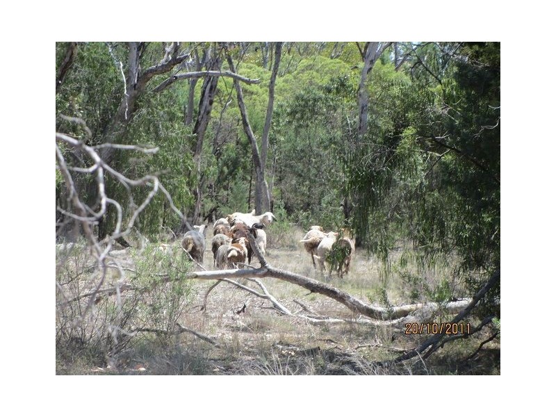 * Nemeena, Byrock NSW 2831