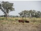 + Tilpa, Cobar NSW 2835