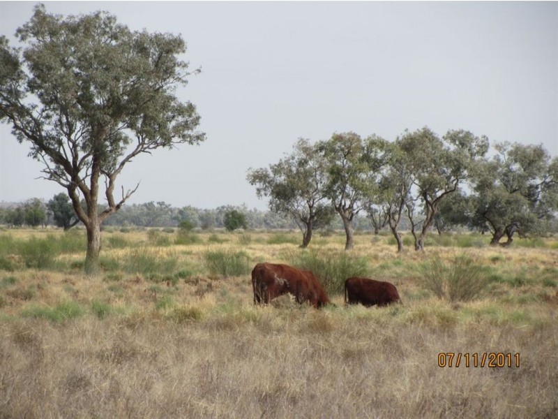 + Tilpa, Cobar NSW 2835
