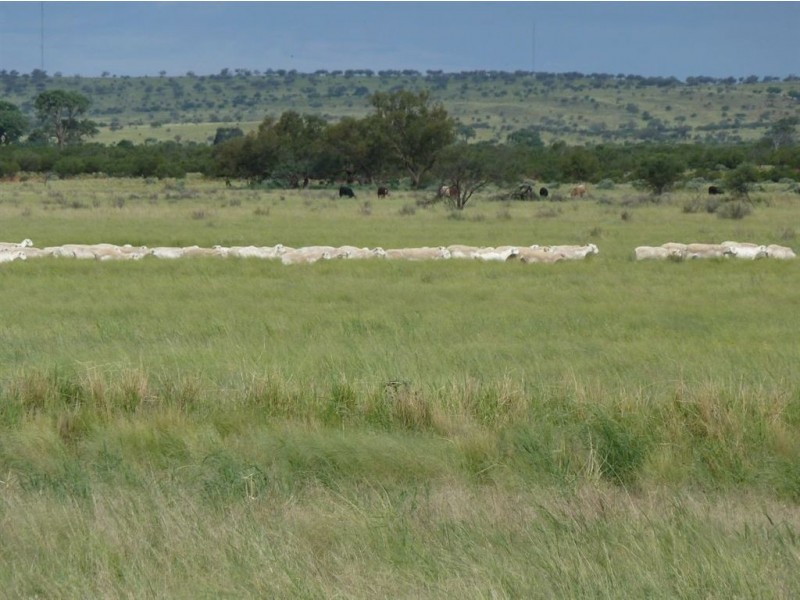 + Tilpa, Cobar NSW 2835