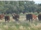 + Tilpa, Cobar NSW 2835