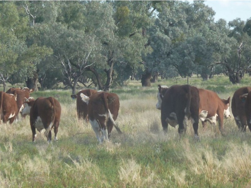 + Tilpa, Cobar NSW 2835