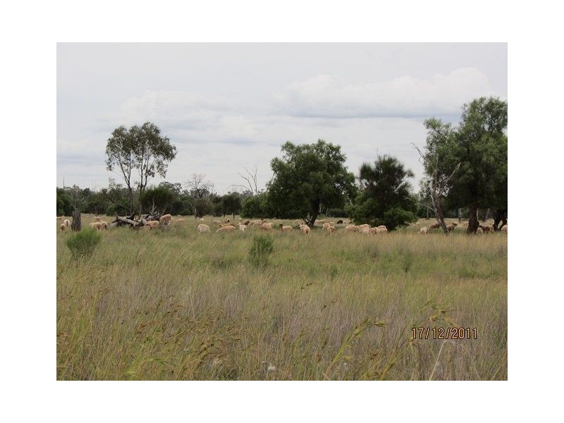 * Buckaroo Station, Cobar NSW 2835