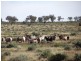* Yalda Downs, Broken Hill NSW 2880