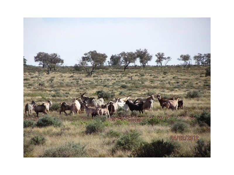 * Yalda Downs, Broken Hill NSW 2880