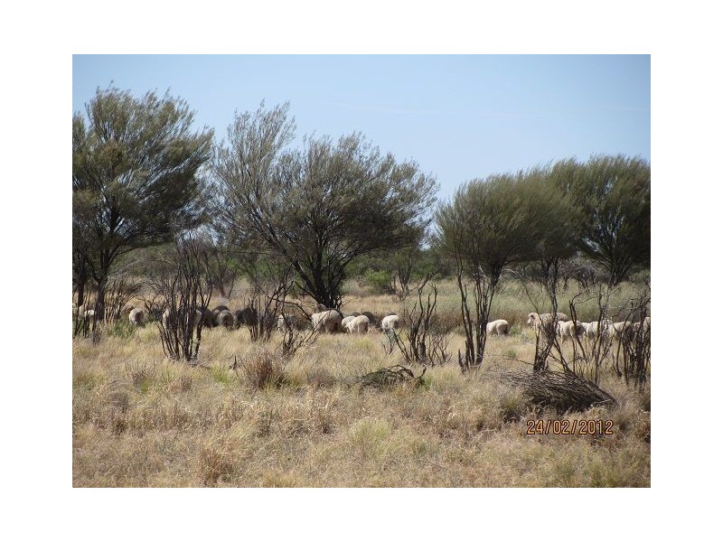 * Yalda Downs, Broken Hill NSW 2880