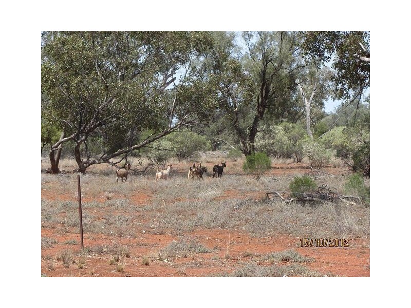 * West Wilgaroon, Cobar NSW 2835