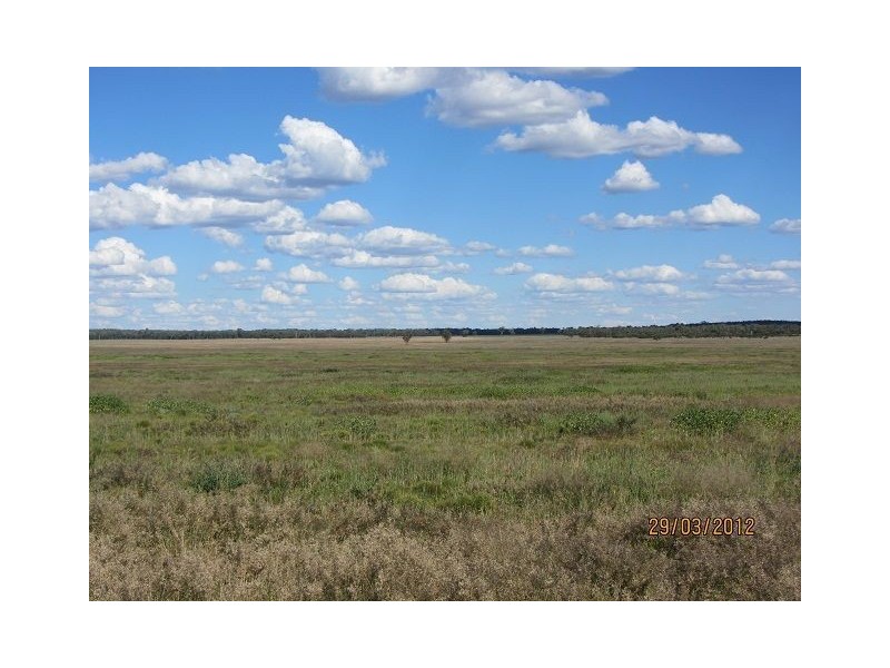 * Koree, Cobar NSW 2835