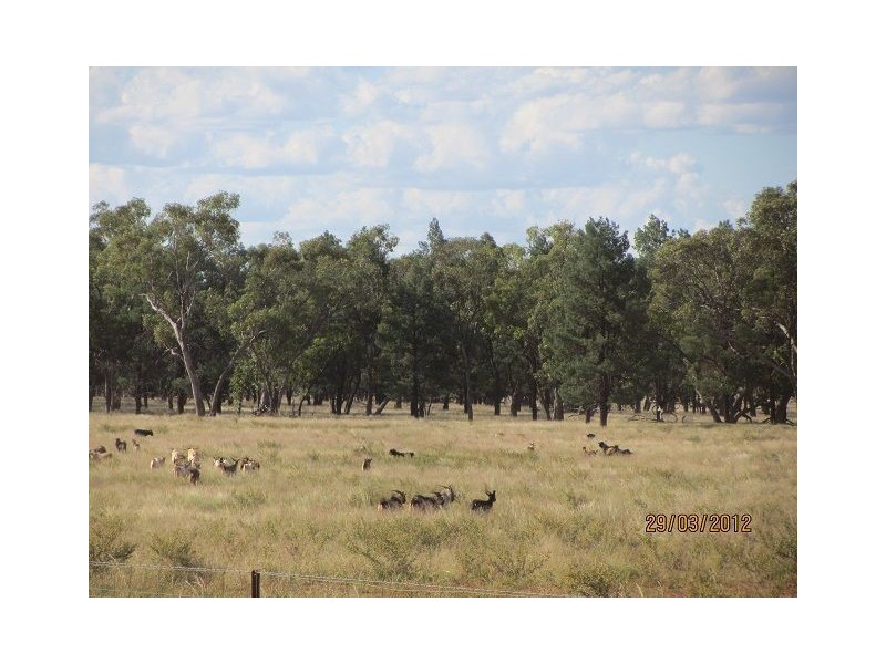 * Koree, Cobar NSW 2835