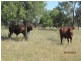 * Pendiana, Coolabah NSW 2831