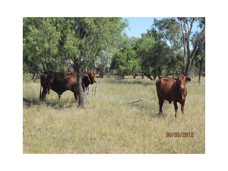 * Pendiana, Coolabah NSW 2831