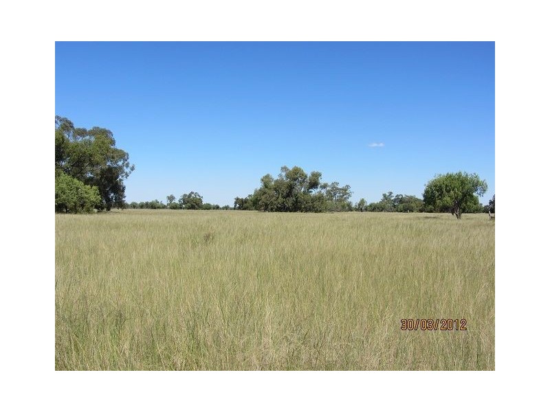 * Pendiana, Coolabah NSW 2831