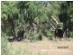 * Pendiana, Coolabah NSW 2831
